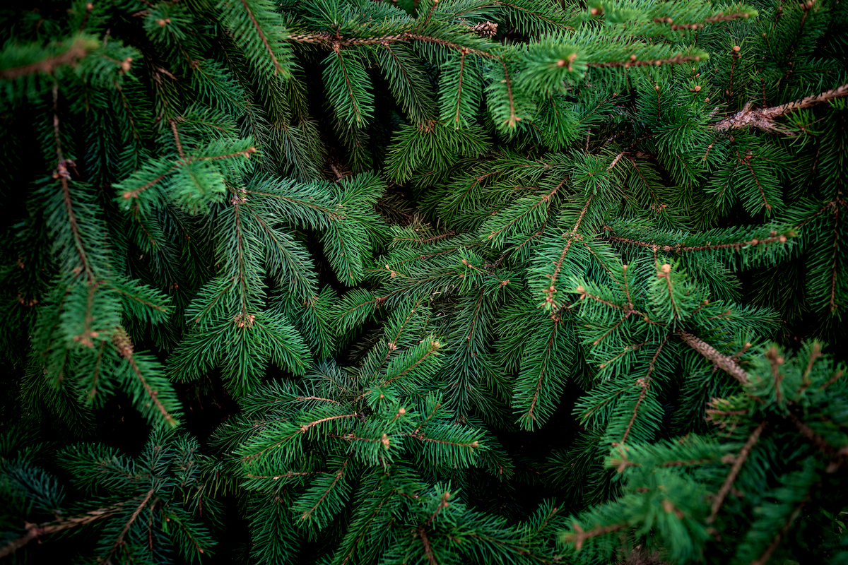 クリスマスツリーの木の種類は何がおすすめ 選び方や意味を紹介 Cocoiro ココイロ