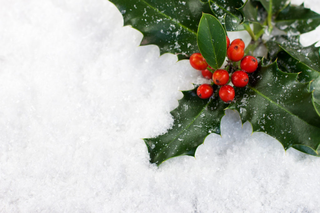 クリスマス用の植物ってポインセチアだけ 他の植物をご紹介 Cocoiro ココイロ